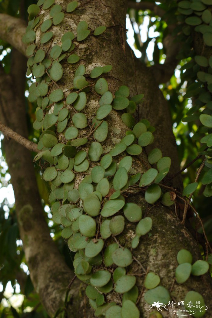 钱币石韦Pyrrosia nummulariifolia