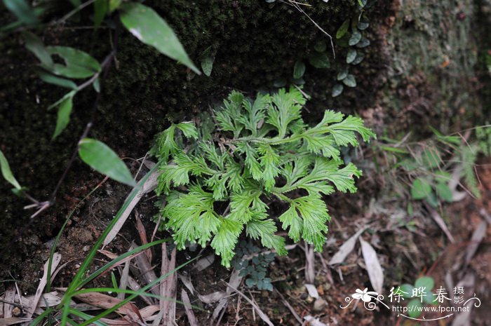 深绿卷柏Selaginella doederleinii