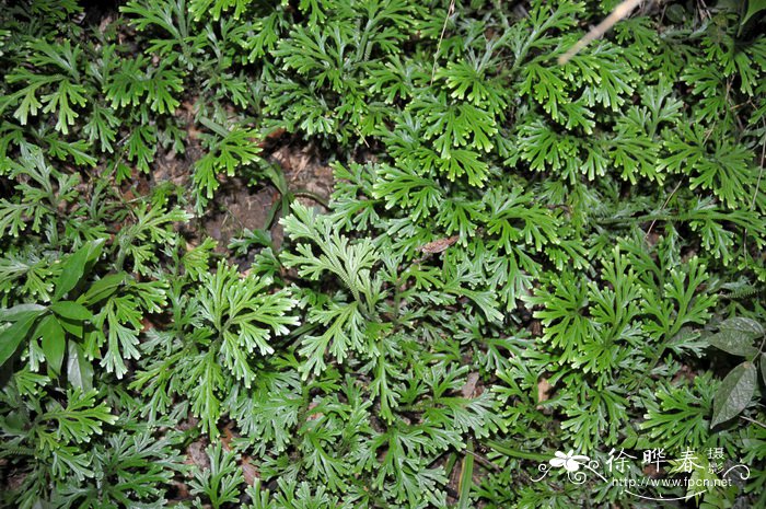深绿卷柏Selaginella doederleinii