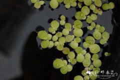 紫萍Spirodela polyrhiza