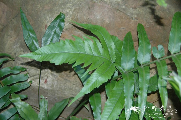 三叉蕨Tectaria subtriphylla