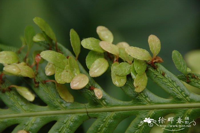 胎生狗脊Woodwardia orientalis var. formosana