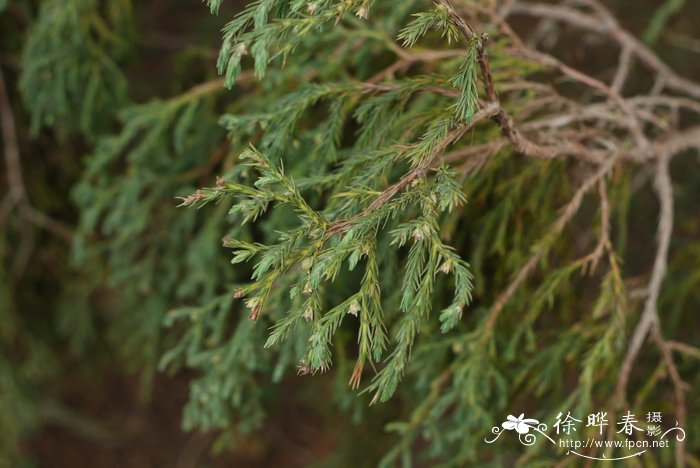 小果垂枝柏Juniperus recurva var. coxii