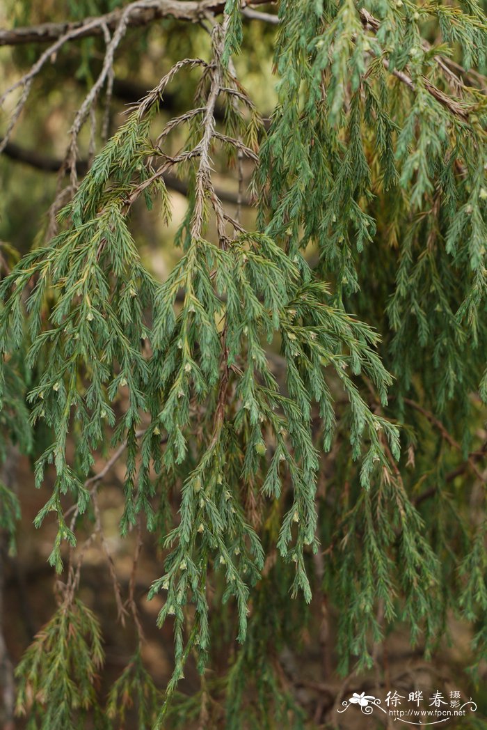 小果垂枝柏Juniperus recurva var. coxii