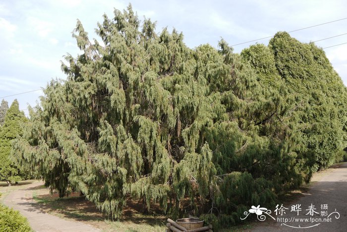 小果垂枝柏Juniperus recurva var. coxii