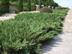 叉子圆柏Juniperus sabina
