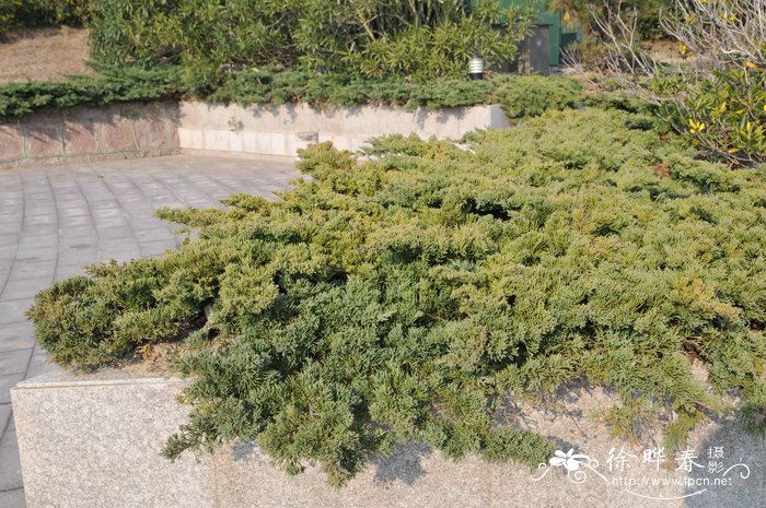 叉子圆柏Juniperus sabina