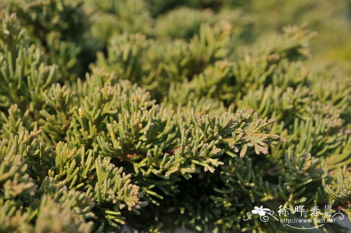 叉子圆柏Juniperus sabina