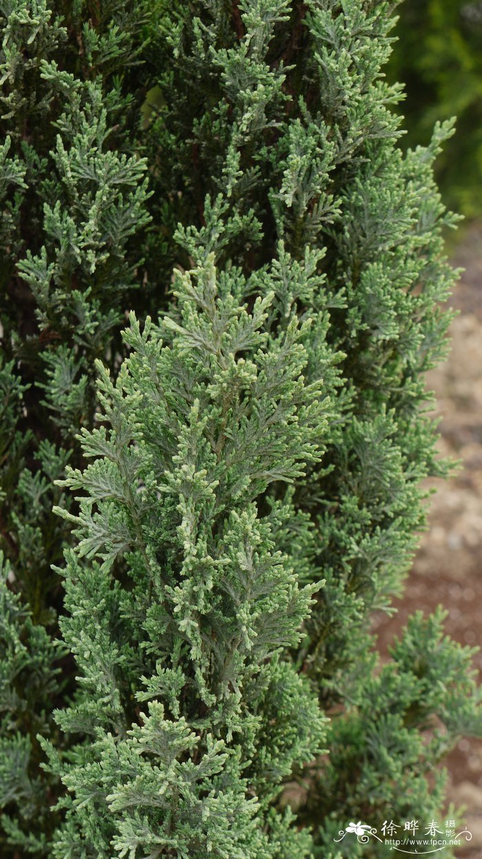 落基山圆柏品种juniperus scopulorum "skyrocket"