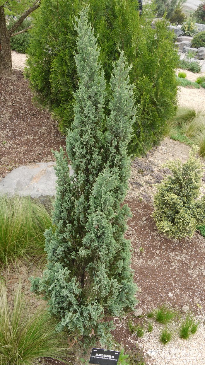 落基山圆柏品种Juniperus scopulorum 'Skyrocket'