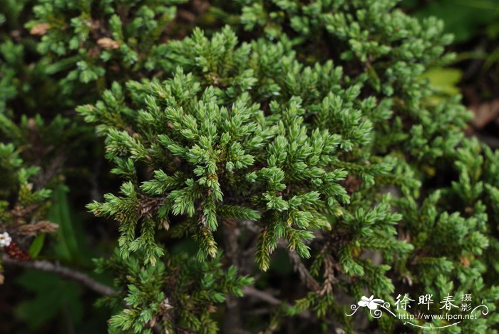 高山柏Juniperus squamata
