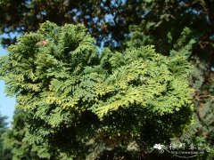 云片柏 Chamaecyparis obtusa var. formosana 'Breviramea'