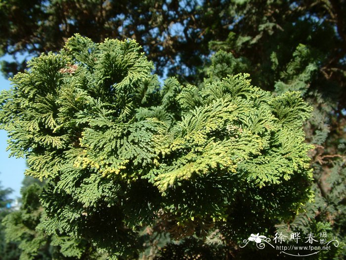 云片柏 Chamaecyparis obtusa var. formosana 'Breviramea'