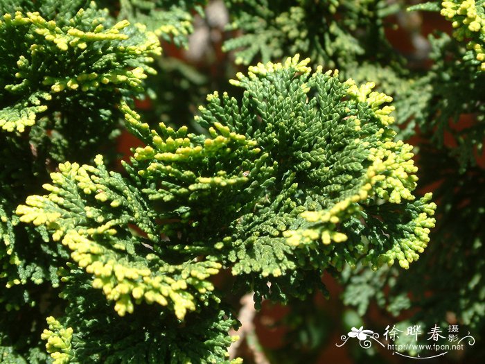 云片柏 Chamaecyparis obtusa var. formosana 'Breviramea'