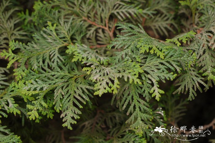 日本花柏Chamaecyparis pisifera