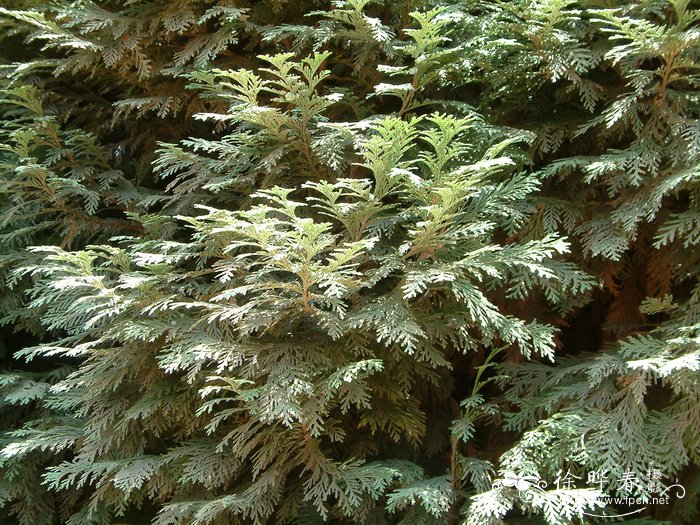 美国尖叶扁柏Chamaecyparis thyoides