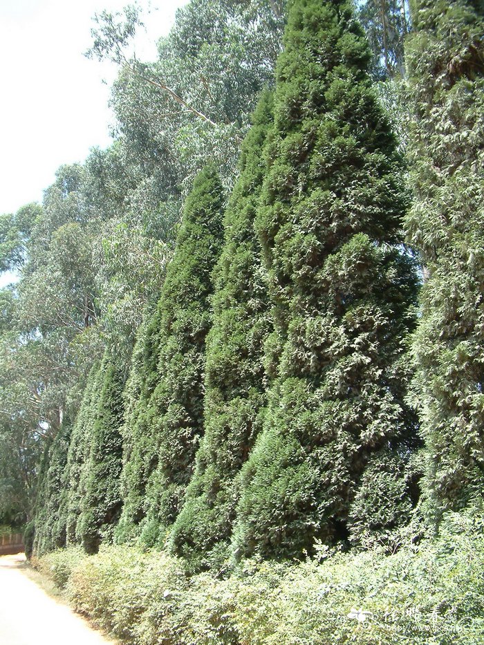 美国尖叶扁柏Chamaecyparis thyoides