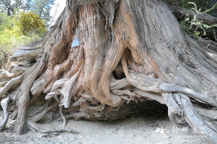 巨柏Cupressus torulosa var. gigantea