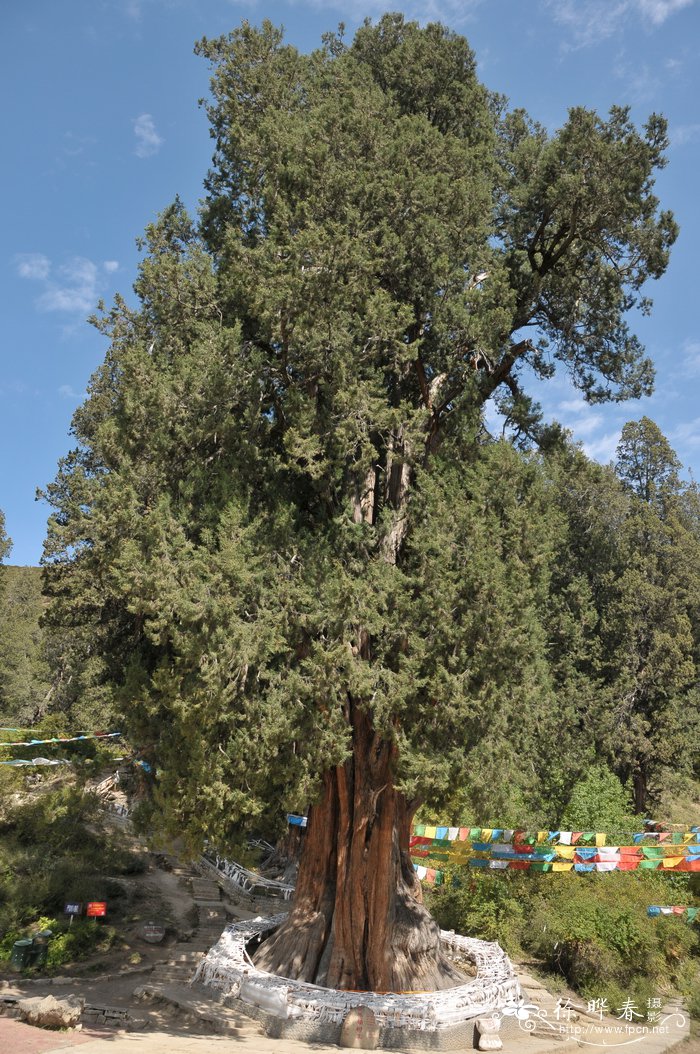 巨柏Cupressus torulosa var. gigantea