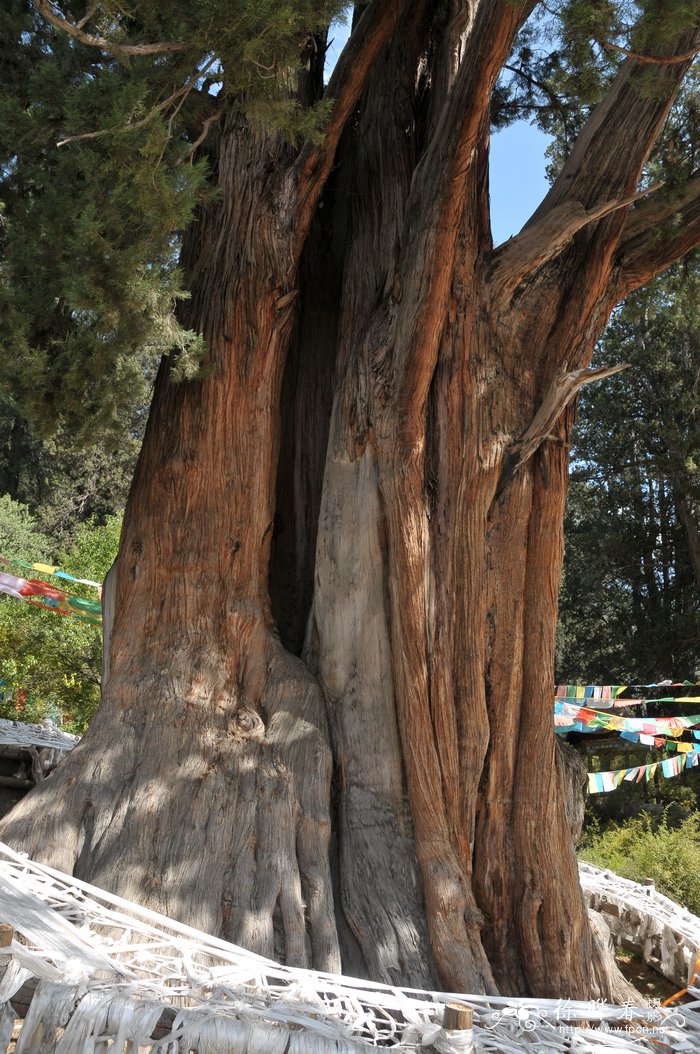 巨柏Cupressus torulosa var. gigantea