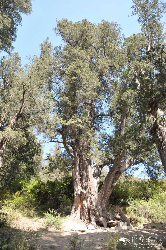 巨柏Cupressus torulosa var. gigantea