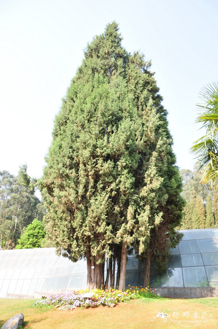 西藏柏木 Cupressus torulosa