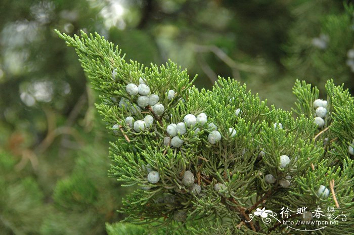 龙柏Juniperus chinensis ‘Kaizuca’