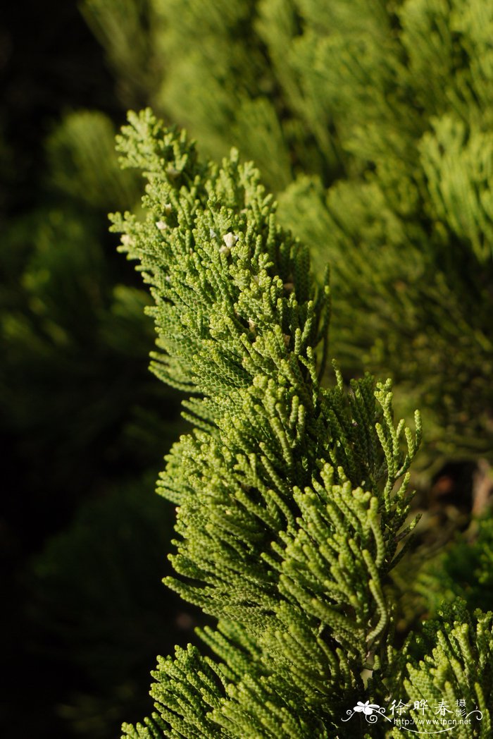 龙柏Juniperus chinensis ‘Kaizuca’