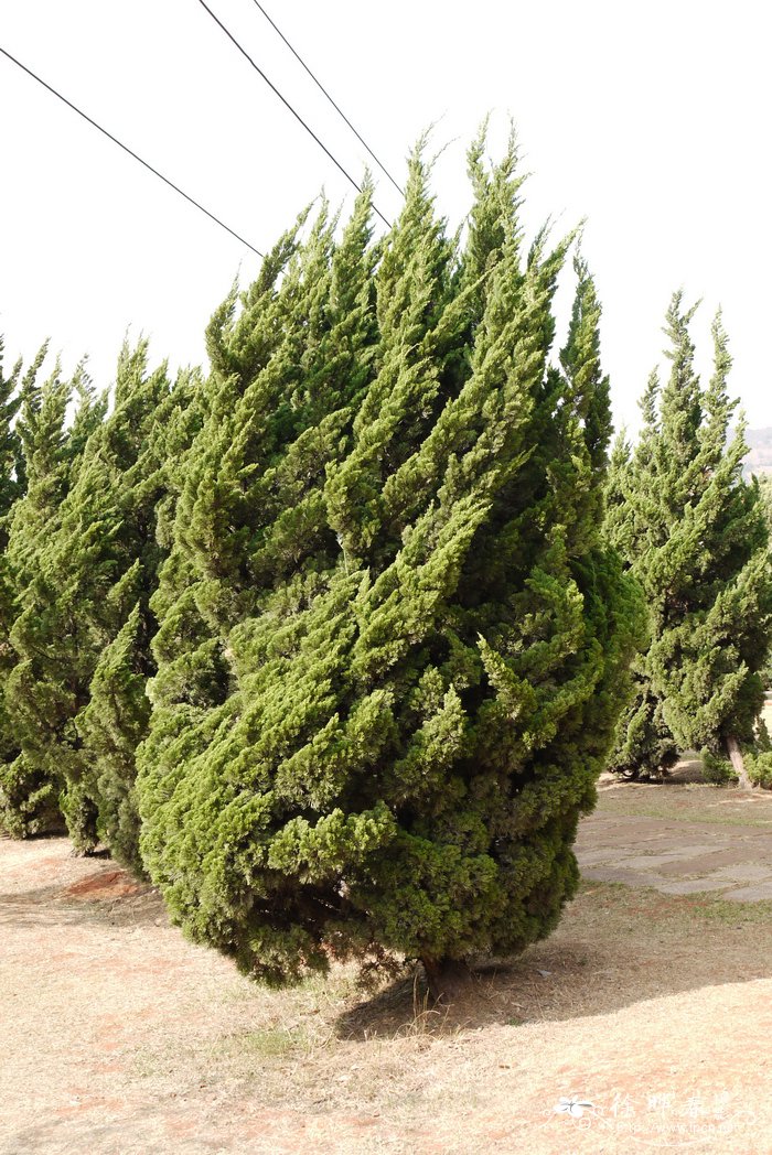 龙柏Juniperus chinensis ‘Kaizuca’