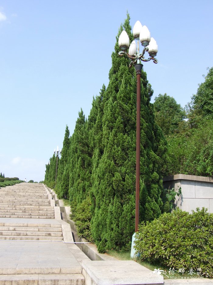 龙柏Juniperus chinensis ‘Kaizuca’