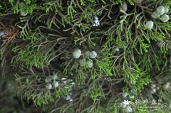 圆柏Juniperus chinensis