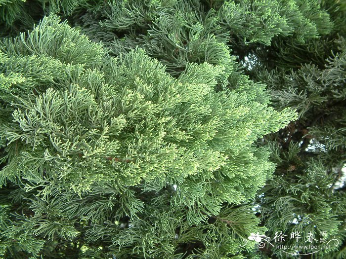 圆柏juniperus chinensis