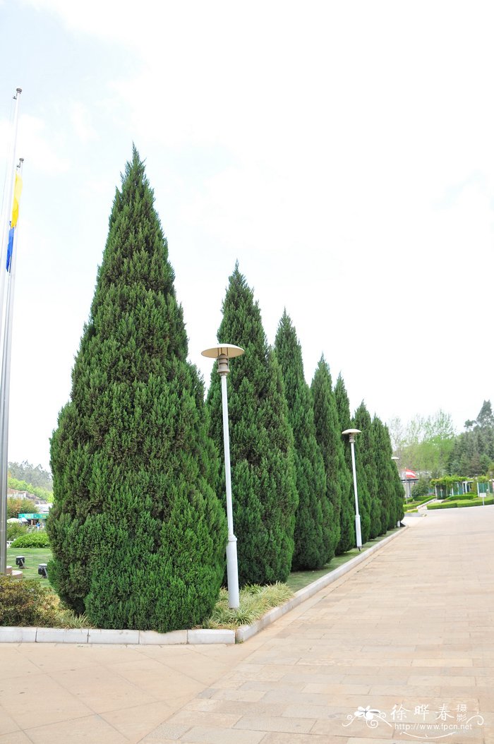 圆柏Juniperus chinensis