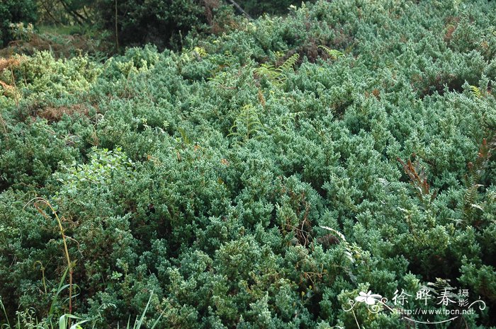 铺地柏Juniperus procumbens