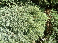 昆明柏Juniperus gaussenii