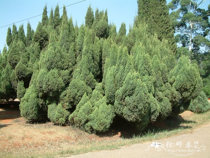昆明柏Juniperus gaussenii