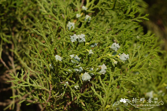 千头柏Platycladus orientalis 'Sieboldii'