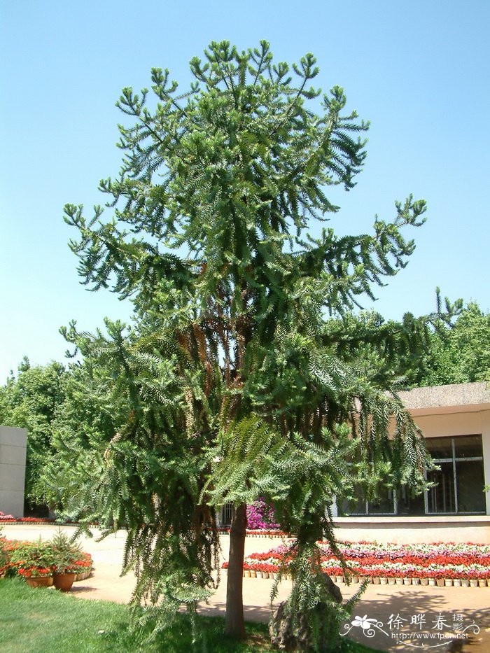 大叶南洋杉Araucaria bidwillii