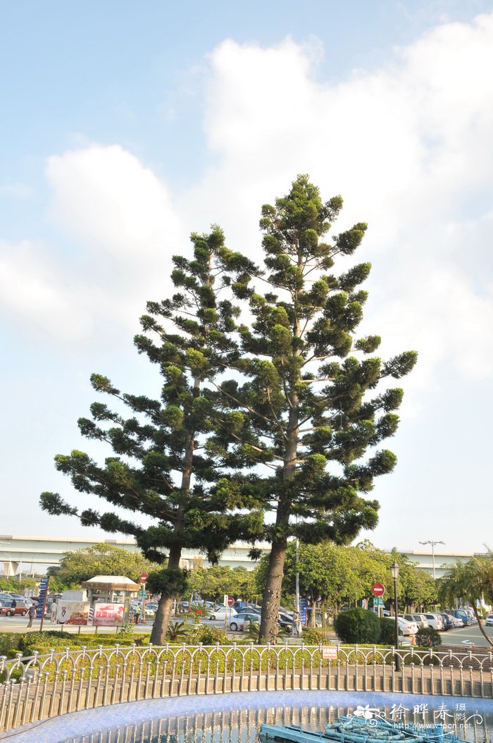 南洋杉Araucaria cunninghamii