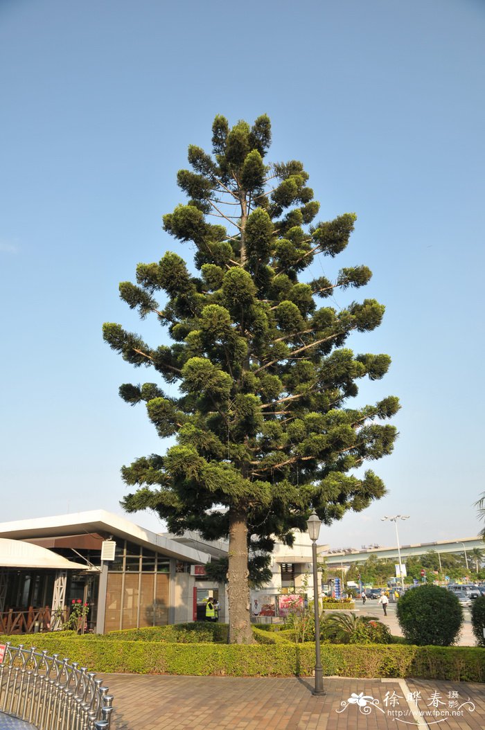 南洋杉Araucaria cunninghamii