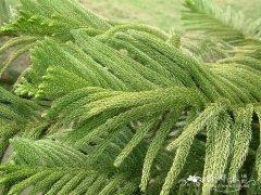 柱冠南洋杉Araucaria columnaris