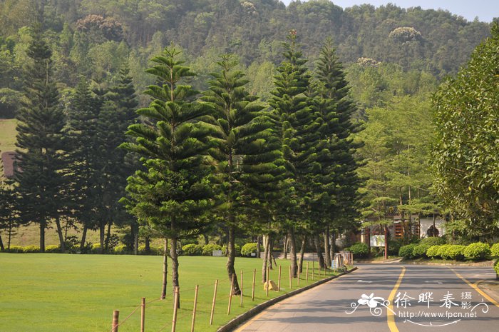 柱冠南洋杉Araucaria columnaris