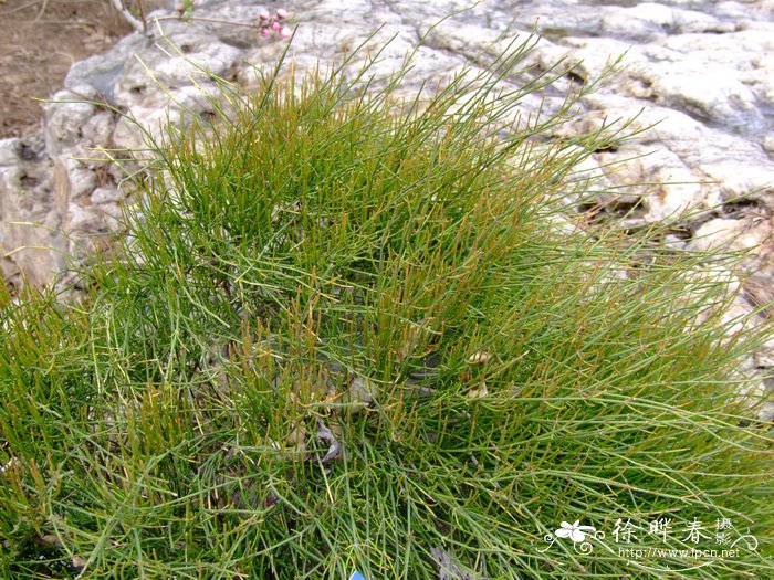 木贼麻黄Ephedra equisetina