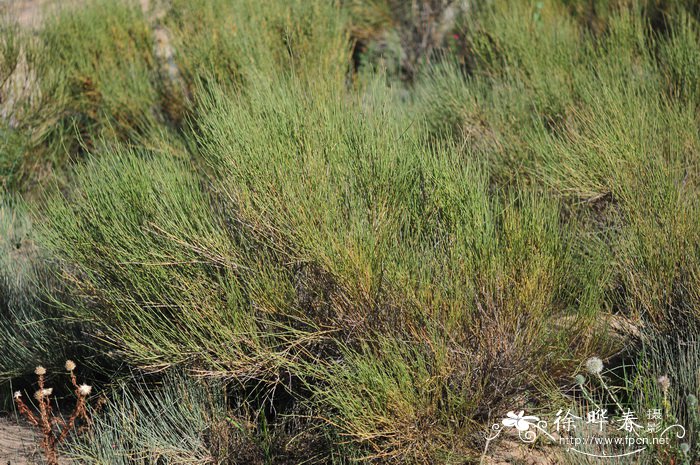 草麻黄Ephedra sinica