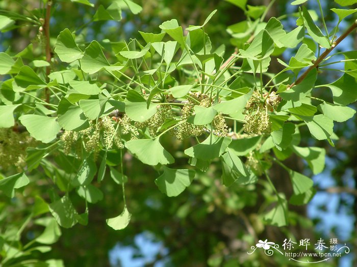 银杏Ginkgo biloba