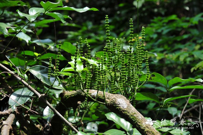 罗浮买麻藤Gnetum lofuense