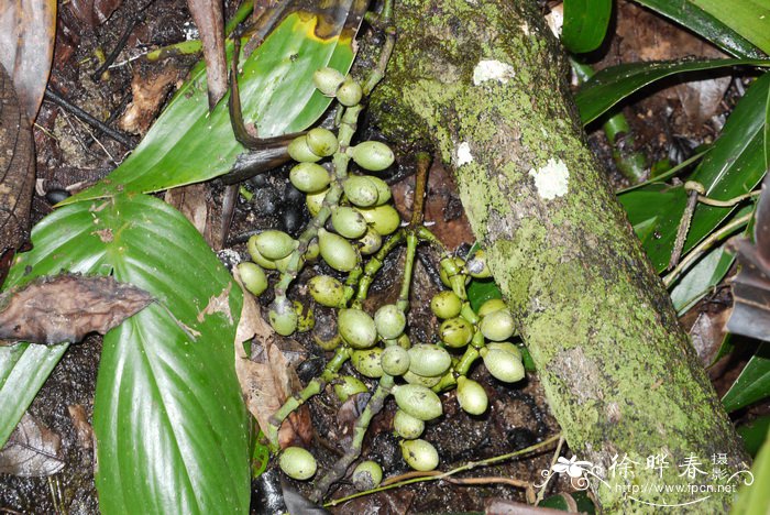 罗浮买麻藤Gnetum lofuense