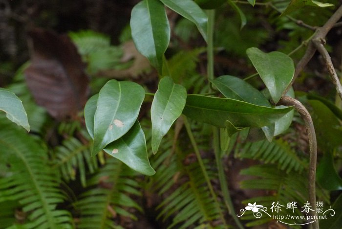 小叶买麻藤Gnetum parvifolium