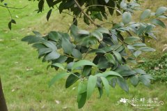 昆士兰贝壳杉Agathis robusta