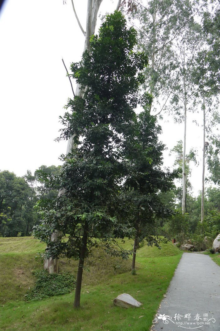 昆士兰贝壳杉Agathis robusta